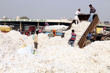 According to UN estimates, a single pair of jeans requires a kilogram of cotton. (Sanjeev Kumar/HT Archive) According to UN estimates, a single pair of jeans requires a kilogram of cotton. (Sanjeev Kumar/HT Archive)