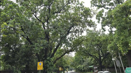 The agency concerned will have to take up plantation of 2,140 new saplings as per plan within three months from the date when the trees are removed. (HT Archive)