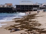 A sick sea lion is marked with paint and left on a beach, unable to be rescued due to overcrowded facilities, as toxic algae is being blamed for causing sickness to sea lions and dolphins along the coast of Southern California, in Redondo Beach, California, U.S.(REUTERS)