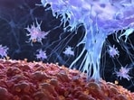 New concept to understand T cell traits, functions: Study