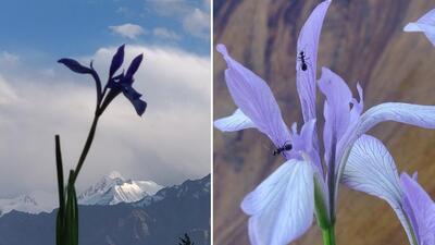 A Leh iris and distant snows; ants marooned in a tumbler of plucked irises. (Photos: Vikram Jit Singh) A Leh iris and distant snows; ants marooned in a tumbler of plucked irises. (Photos: Vikram Jit Singh)