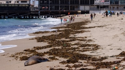A sick sea lion is marked with paint and left on a beach, unable to be rescued due to overcrowded facilities, as toxic algae is being blamed for causing sickness to sea lions and dolphins along the coast of Southern California, in Redondo Beach, California, U.S. (REUTERS)