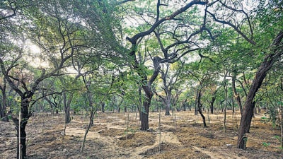 The Central Ridge near Sardar Patel Marg in Chanakyapuri. Officials said the invasive vilayati kikar will naturally die after the native tree species grow taller than them. (HT Archive) The Central Ridge near Sardar Patel Marg in Chanakyapuri. Officials said the invasive vilayati kikar will naturally die after the native tree species grow taller than them. (HT Archive)