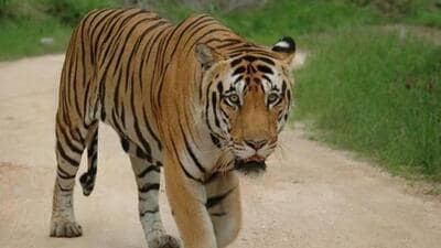 The red alert was issued a few days after a beheaded carcass of tiger was found in Satpura Tiger Reserve (Representative Photo) The red alert was issued a few days after a beheaded carcass of tiger was found in Satpura Tiger Reserve (Representative Photo)