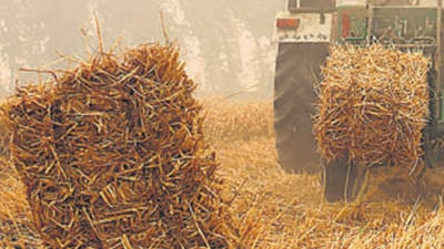 To create an alternative measure to check stubble burning in Punjab, the state agriculture department has drafted a  ₹350-crore action plan for providing machinery for crop residue management during paddy harvest in October-November months at subsidised rates. (HT File Photo)