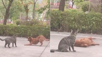 The image shows a cat and a dog looking at each other. (Screengrab) The image shows a cat and a dog looking at each other. (Screengrab)