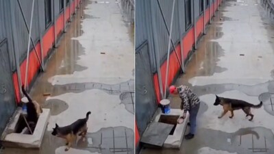 The image shows a man rescuing a dog. (Screengrab) The image shows a man rescuing a dog. (Screengrab)