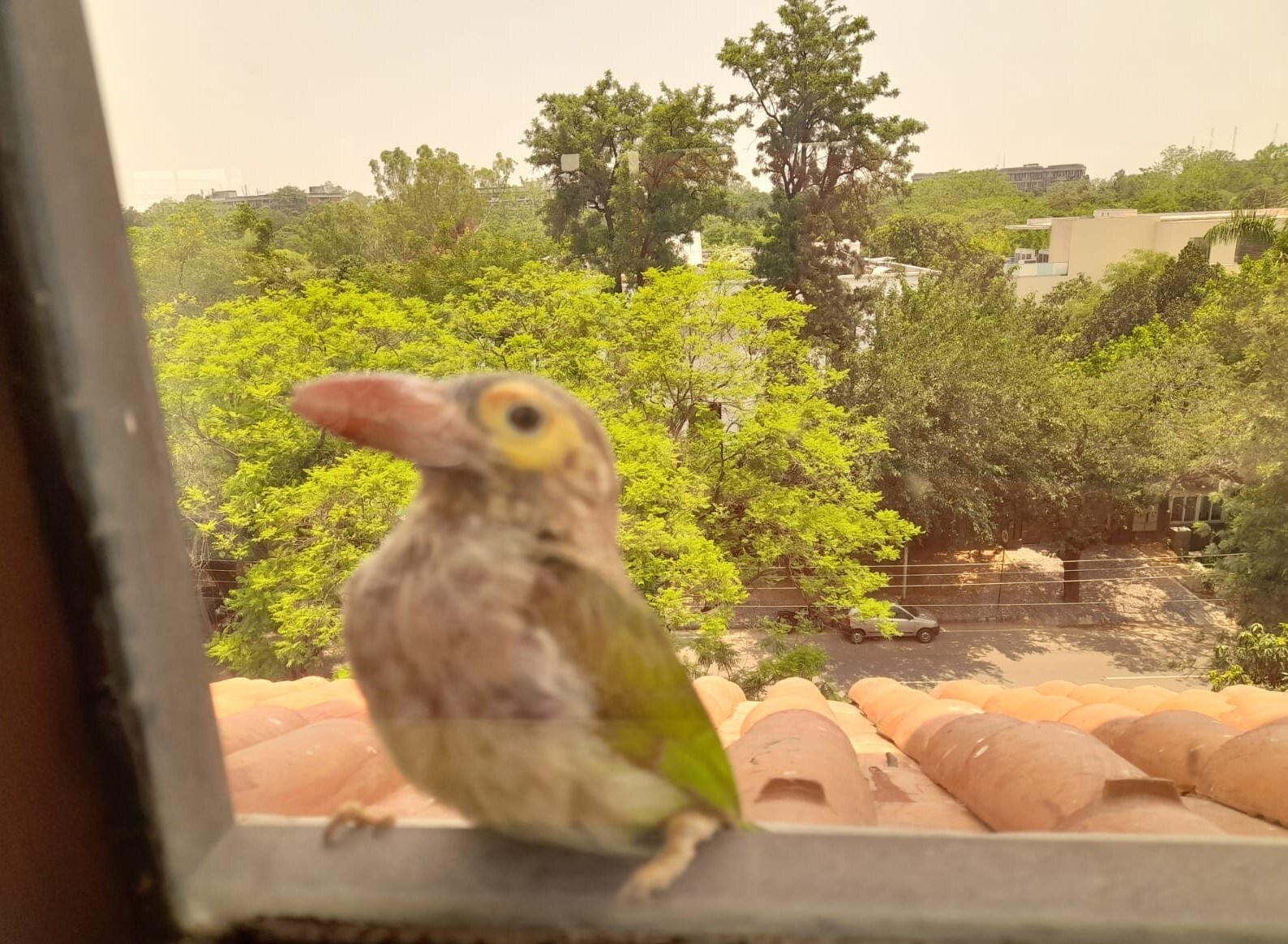 Barbet at the Mountview window. (Photo: Amarinder Sandhu Gill) Barbet at the Mountview window. (Photo: Amarinder Sandhu Gill)
