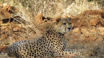 A leopard was found dead on Monday morning at Athur, near Kushalnagar in Kodagu district, officials aware of the matter said. (MP Forest Department) A leopard was found dead on Monday morning at Athur, near Kushalnagar in Kodagu district, officials aware of the matter said. (MP Forest Department)