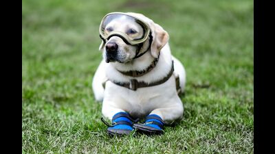 A pet dog allegedly suffocated to death after its owners left the canine locked in a car in the parking lot of Taj Mahal in Agra for several hours (AFP) A pet dog allegedly suffocated to death after its owners left the canine locked in a car in the parking lot of Taj Mahal in Agra for several hours (AFP)