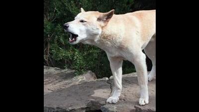Both women were out on morning walks when the canines attacked them. (AP)