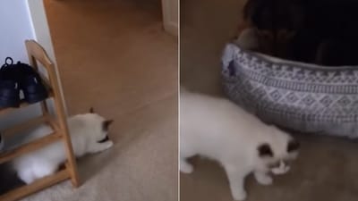 The image shows a cat framing a dog. (Instagram/@nala_bluerags) The image shows a cat framing a dog. (Instagram/@nala_bluerags)