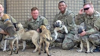 The soldiers formed a loving bond with each of the pups (Paws of War/Facebook) The soldiers formed a loving bond with each of the pups (Paws of War/Facebook)