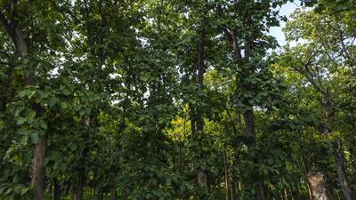 The Joint Committee of parliament reviewing the Forest (Conservation) Amendment bill 2023 is set to table its report. (AP)