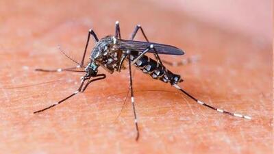 Urban areas at higher risk for vector-borne diseases, Ludhiana health department found during its latest round of inspections. (HT File) Urban areas at higher risk for vector-borne diseases, Ludhiana health department found during its latest round of inspections. (HT File)