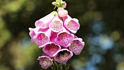 Foxglove is a delicate and fragrant bell-shaped flower that looks like wind chimes in pink and white. It presents a rare view to the visitors. (Pixabay) Foxglove is a delicate and fragrant bell-shaped flower that looks like wind chimes in pink and white. It presents a rare view to the visitors. (Pixabay)