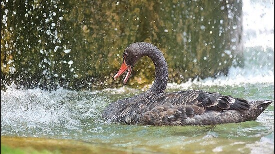 A black swan splashing in the water at the Bird Park in Chandigarh on a humid Thursday afternoon. The weather department has forecast chances of light rain until Thursday, following which monsoon activity will pick up. (Keshav Singh/HT)