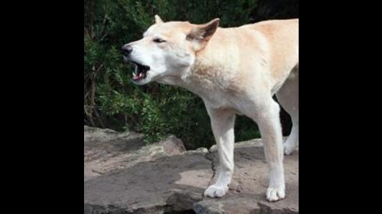 Both women were out on morning walks when the canines attacked them. (AP)