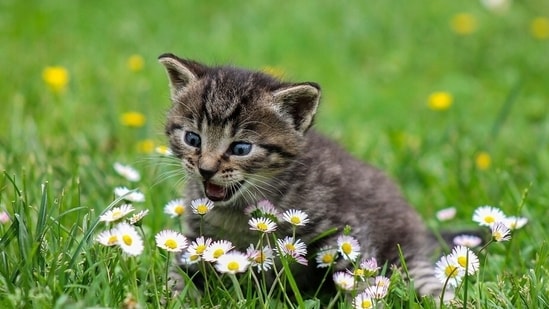According to the experts, the cat nose serves as a highly effective and dual-purpose gas. (Pixabay)