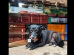 Ratan Tata shared this picture of a dog alongside his awareness post about stray cats and dogs during the monsoon. Ratan Tata shared this picture of a dog alongside his awareness post about stray cats and dogs during the monsoon.