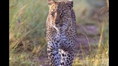 Deputy Director of Dudhwa buffer zone Saureesh Sahai confirmed the incident and said that a leopard killed the woman. Sahai added that Dhaurahra range forest officials have been instructed to monitor the area and keep watch on the movements of big cats. (FOR REPRESENTATION) Deputy Director of Dudhwa buffer zone Saureesh Sahai confirmed the incident and said that a leopard killed the woman. Sahai added that Dhaurahra range forest officials have been instructed to monitor the area and keep watch on the movements of big cats. (FOR REPRESENTATION)