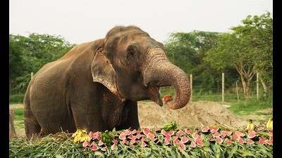 Raju enjoying the fruit feast on his rescue anniversary, in Mathura, on Tuesday (Sourced)