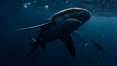 Sharkfest sneak peek! Scientists face off formidable sharks in Sharkcano: Hawaii (Twitter/@NatGeoTV) Sharkfest sneak peek! Scientists face off formidable sharks in Sharkcano: Hawaii (Twitter/@NatGeoTV)