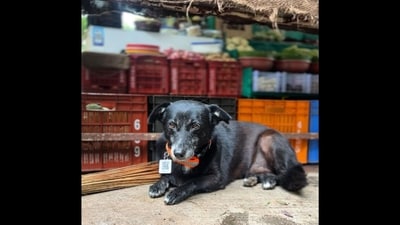 Ratan Tata shared this picture of a dog alongside his awareness post about stray cats and dogs during the monsoon. (Instagram/@ratantata) Ratan Tata shared this picture of a dog alongside his awareness post about stray cats and dogs during the monsoon. (Instagram/@ratantata)