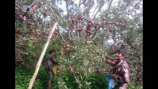 Farmers’ bodies demanded the government curb the practice of deducting 2 kg unlawfully from each box by the traders in the wholesale market and strict action against those involved in such practice. (File photo)