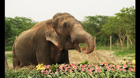 Raju enjoying the fruit feast on his rescue anniversary, in Mathura, on Tuesday (Sourced)