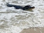 A woman was attacked and killed by an alligator in Hilton Head, South Carolina, while she was walking her dog (Matt Harvill via AP - Representational image)