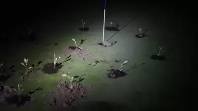 Spain Drought: The groups planted seedlings in the holes while some also used cement to them. Spain Drought: The groups planted seedlings in the holes while some also used cement to them.