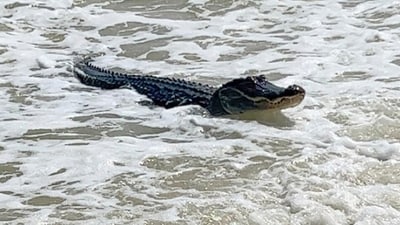 A woman was attacked and killed by an alligator in Hilton Head, South Carolina, while she was walking her dog (Matt Harvill via AP - Representational image) (AP) A woman was attacked and killed by an alligator in Hilton Head, South Carolina, while she was walking her dog (Matt Harvill via AP - Representational image) (AP)