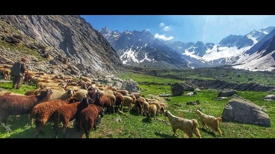 Himachal Pradesh animal husbandry authorities swung into action after at least 60 sheep and goats of nomadic ‘gaddis’ (shepherds) died and 250 animals fell sick in the highland pastures of Lahaul-Spiti due to Peste Des Petits Ruminants, a highly contagious viral disease. (File photo) Himachal Pradesh animal husbandry authorities swung into action after at least 60 sheep and goats of nomadic ‘gaddis’ (shepherds) died and 250 animals fell sick in the highland pastures of Lahaul-Spiti due to Peste Des Petits Ruminants, a highly contagious viral disease. (File photo)