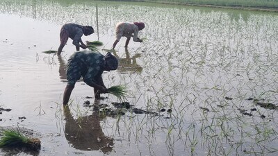 Paddy sowing season: Landless women labourers extend helping hand to farmers in Haryana Paddy sowing season: Landless women labourers extend helping hand to farmers in Haryana