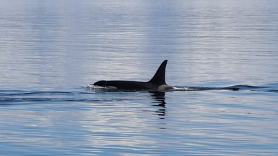 Long Island beaches have been struck by frequent shark attacks in recent past. (Pexels) Long Island beaches have been struck by frequent shark attacks in recent past. (Pexels)