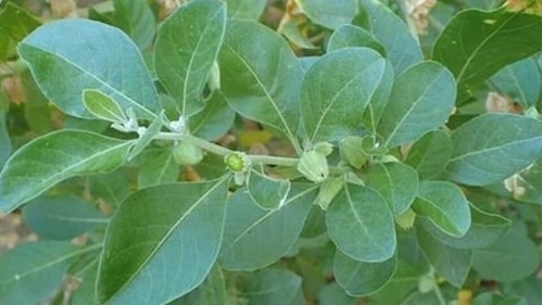 Ashwagandha Ashwagandha