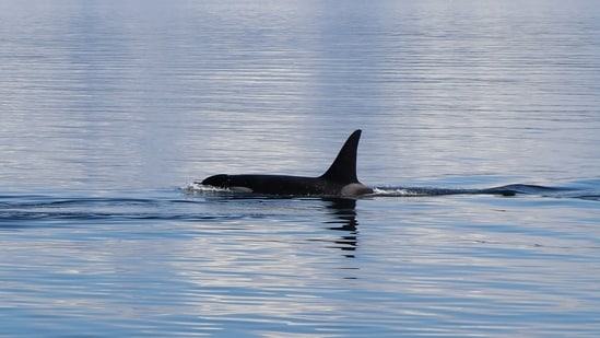 Long Island beaches have been struck by frequent shark attacks in recent past. (Pexels)