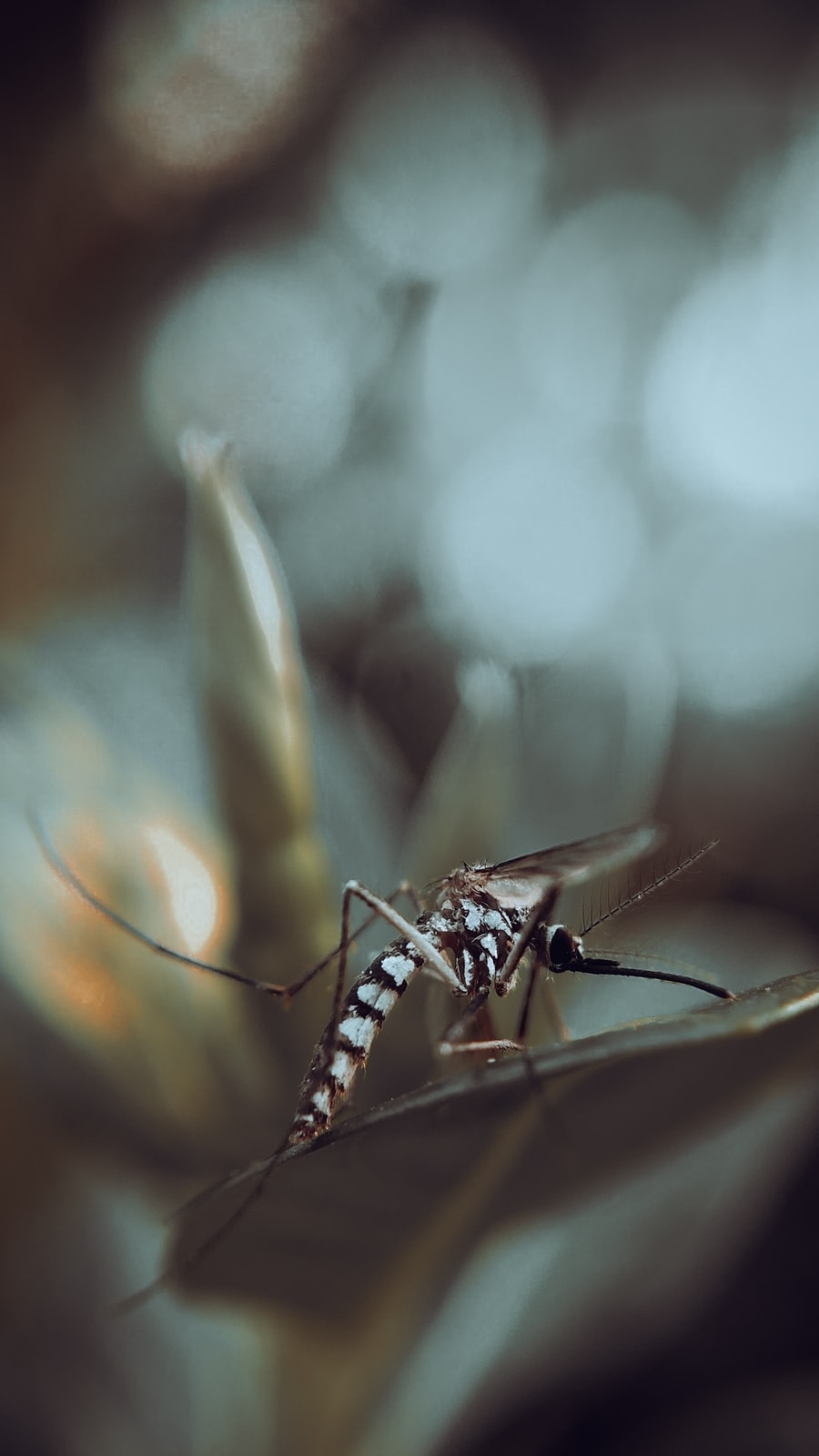 mosquitoes