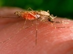 Malaria is a life-threatening disease caused by Plasmodium parasites that are transmitted to people through the bites of infected female Anopheles mosquitoes.