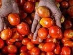 The theft of the vegetable comes at a time when tomato prices are soaring across India. The theft of the vegetable comes at a time when tomato prices are soaring across India.