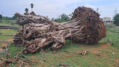 A 100-year-old banyan tree was brought back to life by a nature lover in Telangana’s Medchal Malkajgiri district. (HT Photo) A 100-year-old banyan tree was brought back to life by a nature lover in Telangana’s Medchal Malkajgiri district. (HT Photo)