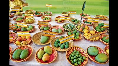 Delhi’s popular Mango Festival is returning after three years and is expected to have more than 300 varieties of mangoes. (Photo: Sanchit Khanna/HT) Delhi’s popular Mango Festival is returning after three years and is expected to have more than 300 varieties of mangoes. (Photo: Sanchit Khanna/HT)