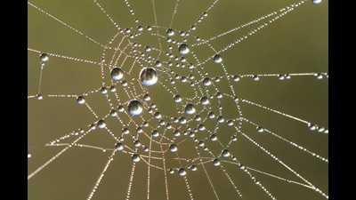 In one of the stories in this collection, Varghese Mathai points out that a spider can exert 172 times its body weight on an object. (Shutterstock) In one of the stories in this collection, Varghese Mathai points out that a spider can exert 172 times its body weight on an object. (Shutterstock)