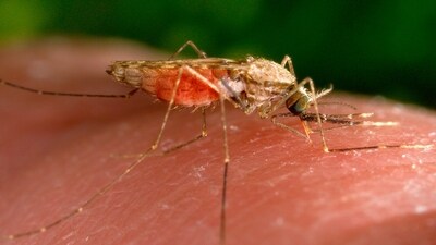 Malaria is a life-threatening disease caused by Plasmodium parasites that are transmitted to people through the bites of infected female Anopheles mosquitoes. (AP) Malaria is a life-threatening disease caused by Plasmodium parasites that are transmitted to people through the bites of infected female Anopheles mosquitoes. (AP)