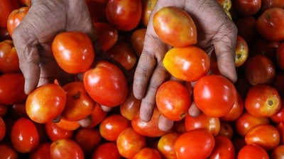 The theft of the vegetable comes at a time when tomato prices are soaring across India. (PTI) The theft of the vegetable comes at a time when tomato prices are soaring across India. (PTI)