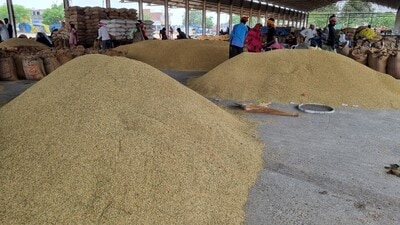 UP farmers reap bumper profit of higher basmati prices in Haryana mandis UP farmers reap bumper profit of higher basmati prices in Haryana mandis