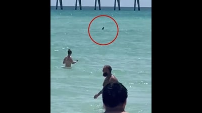 Shark swimming in shallow waters of Florida, US. (Instagram/@wxkaitlin) Shark swimming in shallow waters of Florida, US. (Instagram/@wxkaitlin)