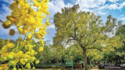 A medium-sized tree known for its golden yellow flowers, amaltas can grow in poor soil or rocky areas. Its young leaves and flower buds are edible. One can spot it in Delhi’s Nehru Park, Amrita Shergill Marg, Hailey Road, etc. (Sancit Khanna/ Hindustan Times) A medium-sized tree known for its golden yellow flowers, amaltas can grow in poor soil or rocky areas. Its young leaves and flower buds are edible. One can spot it in Delhi’s Nehru Park, Amrita Shergill Marg, Hailey Road, etc. (Sancit Khanna/ Hindustan Times)