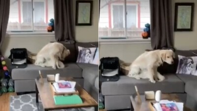 The image shows a dog sitting on a couch. (Reddit/@avioriazdz) The image shows a dog sitting on a couch. (Reddit/@avioriazdz)